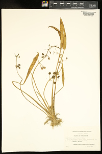 Sagittaria graminea image