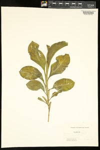 Potamogeton amplifolius image