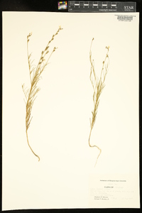 Linum rigidum image