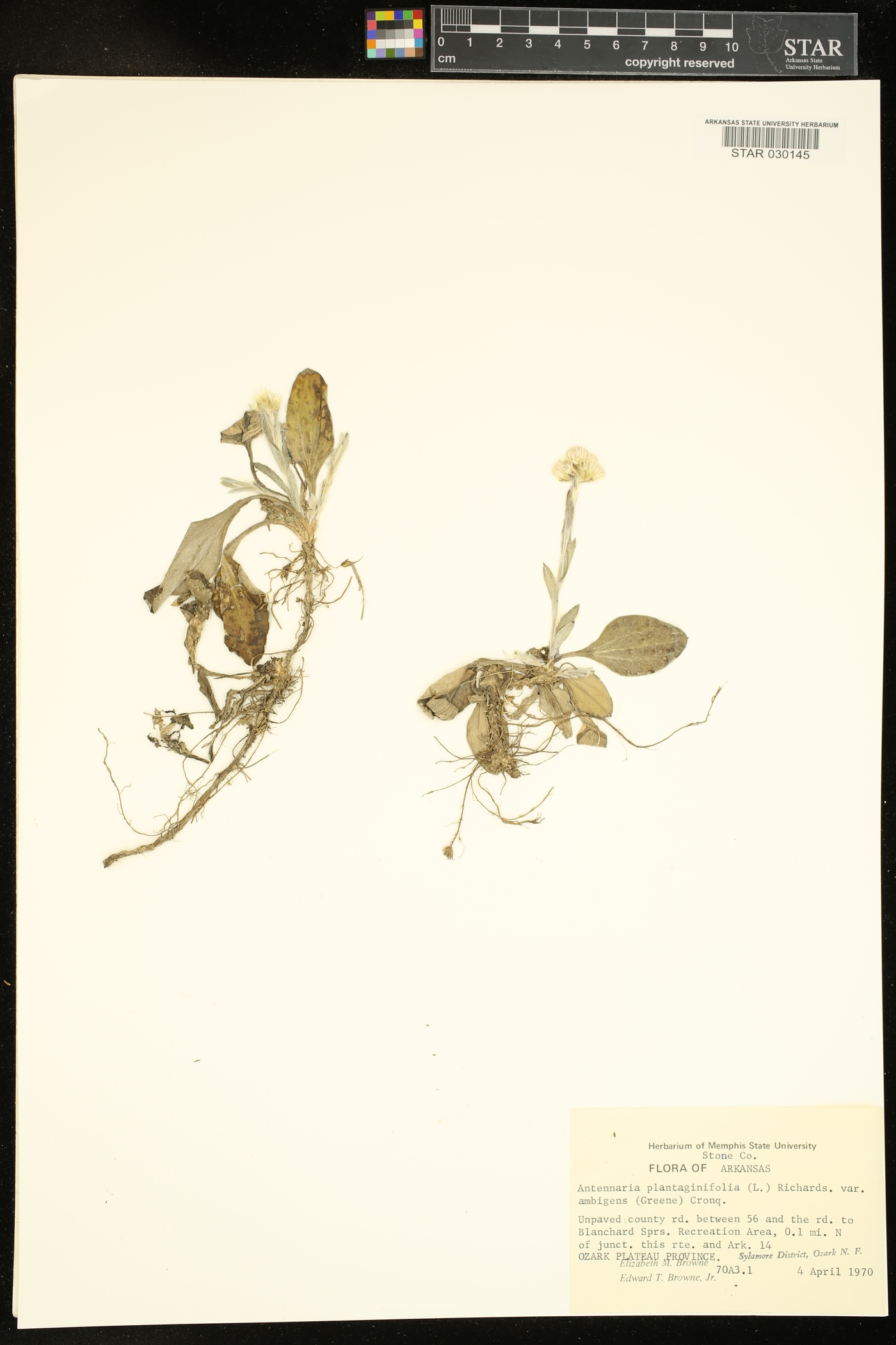 Antennaria plantaginifolia var. ambigens image