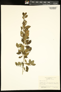 Ilex vomitoria image