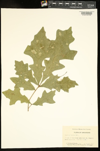 Quercus lyrata image