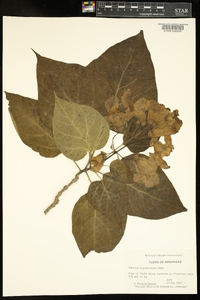 Catalpa bignonioides image