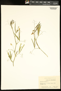 Lathyrus hirsutus image