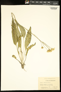 Packera tomentosa image