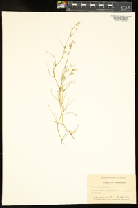 Vicia villosa subsp. varia image