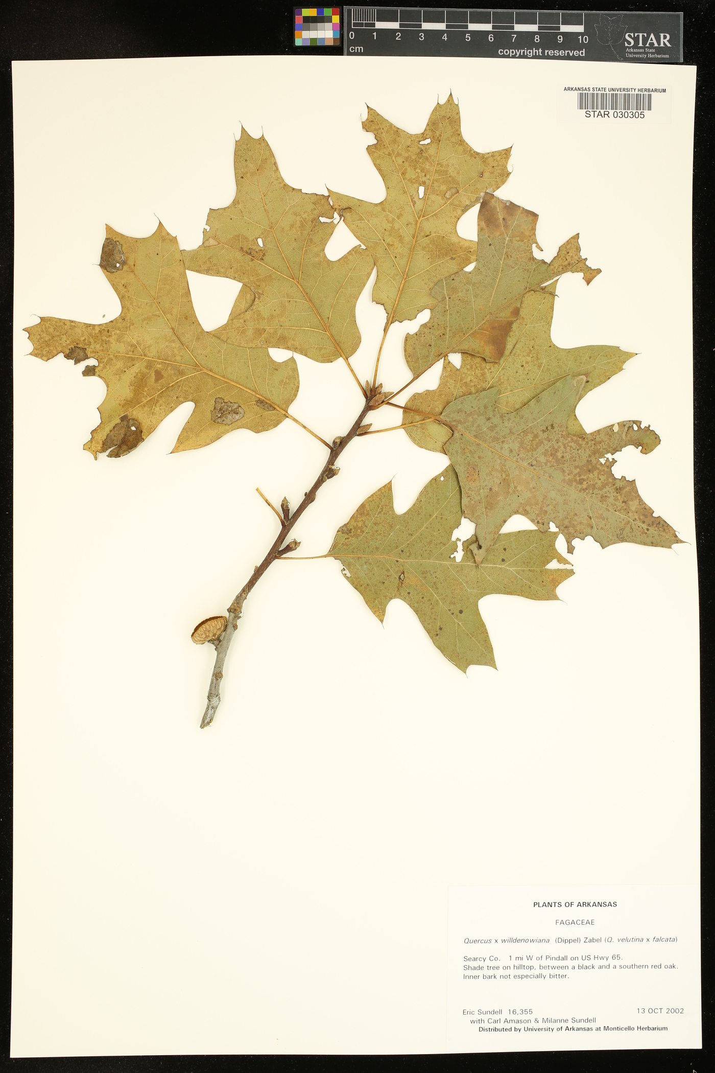 Quercus willdenowiana image