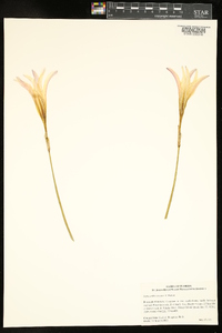 Zephyranthes treatiae image