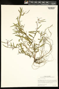 Ludwigia erecta image