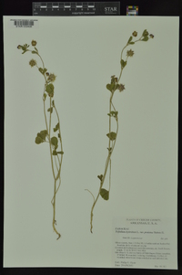 Trifolium hybridum image