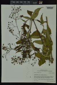 Scrophularia marilandica image