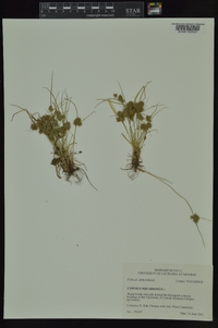 Cyperus squarrosus image