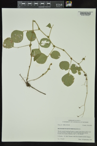 Desmodium rotundifolium image