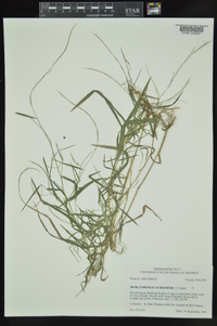 Muhlenbergia schreberi image