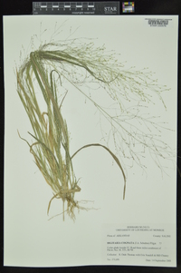 Digitaria cognata image