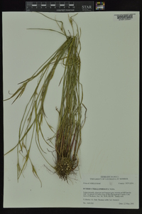 Scleria triglomerata image
