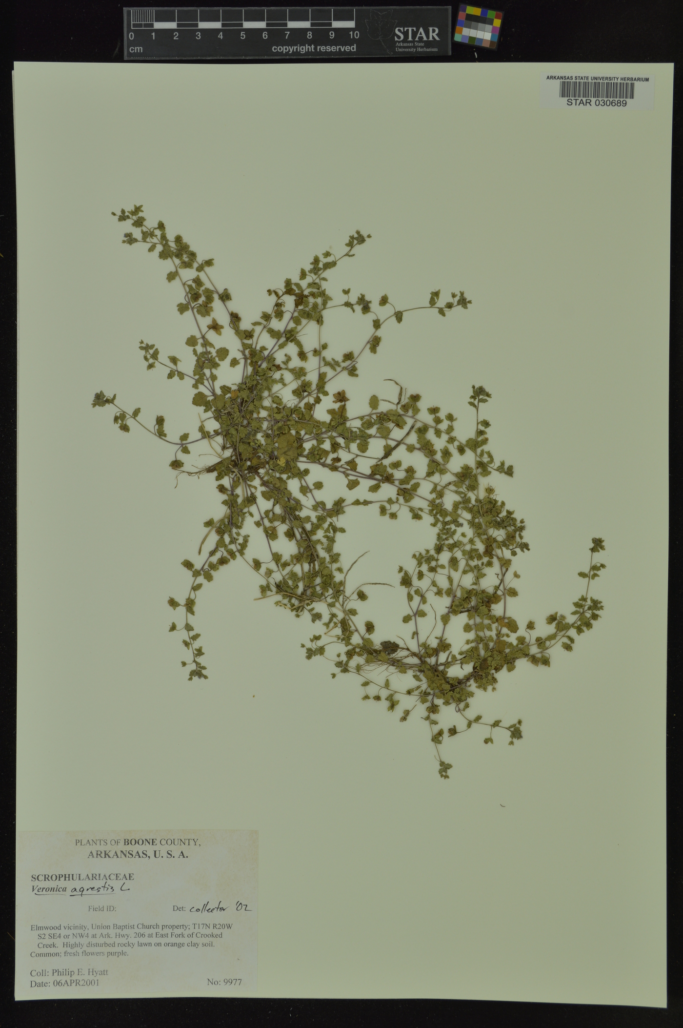 Veronica agrestis image