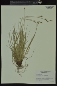 Carex albicans var. albicans image