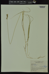 Carex brevior image
