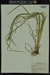 Carex typhina image