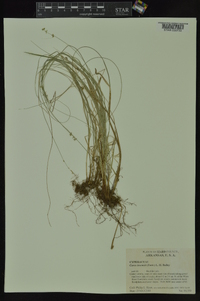 Carex texensis image