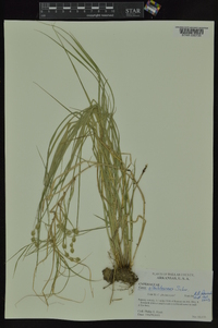 Carex albolutescens image