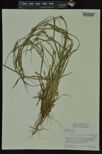 Carex grisea image