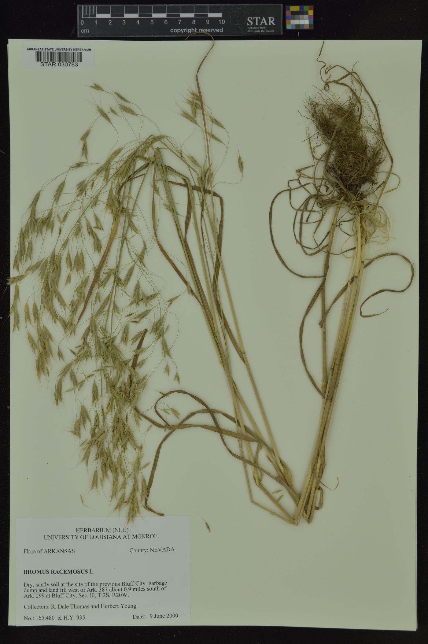 Bromus racemosus image