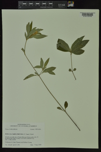 Ruellia caroliniensis image