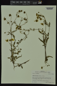 Bidens aristosa image