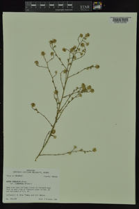 Symphyotrichum subulatum var. ligulatum image