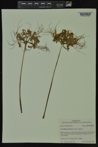 Lycoris radiata image