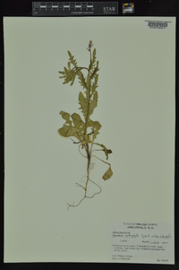 Oenothera heterophylla image