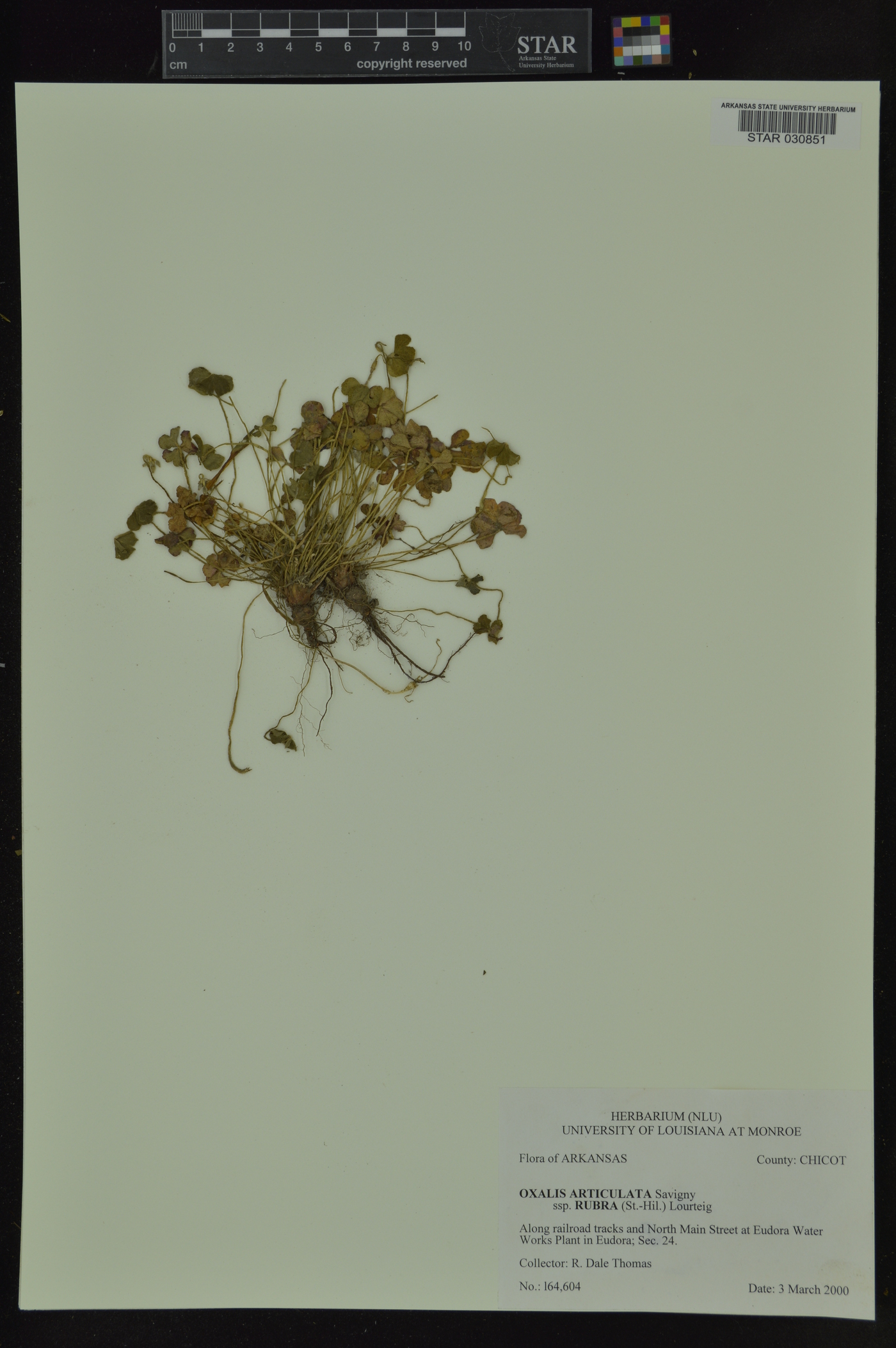 Oxalis articulata subsp. rubra image