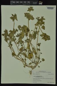 Lamium purpureum var. incisum image