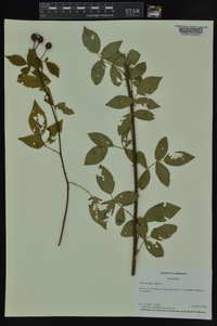 Rosa setigera image