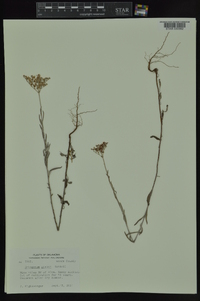 Eriogonum annuum image