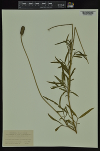 Lepachys columnaris var. pulcherrima image
