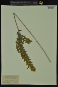 Brickellia dentata image