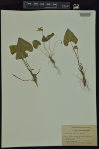 Viola palmata var. palmata image