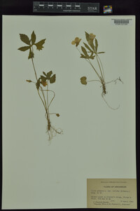 Viola palmata var. triloba image