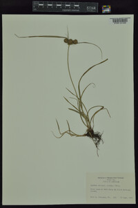 Cyperus echinatus image