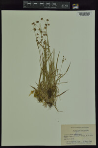 Luzula bulbosa image