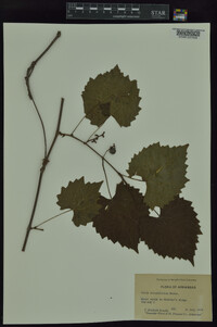 Vitis rotundifolia image