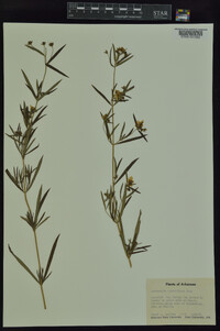 Lysimachia quadriflora image