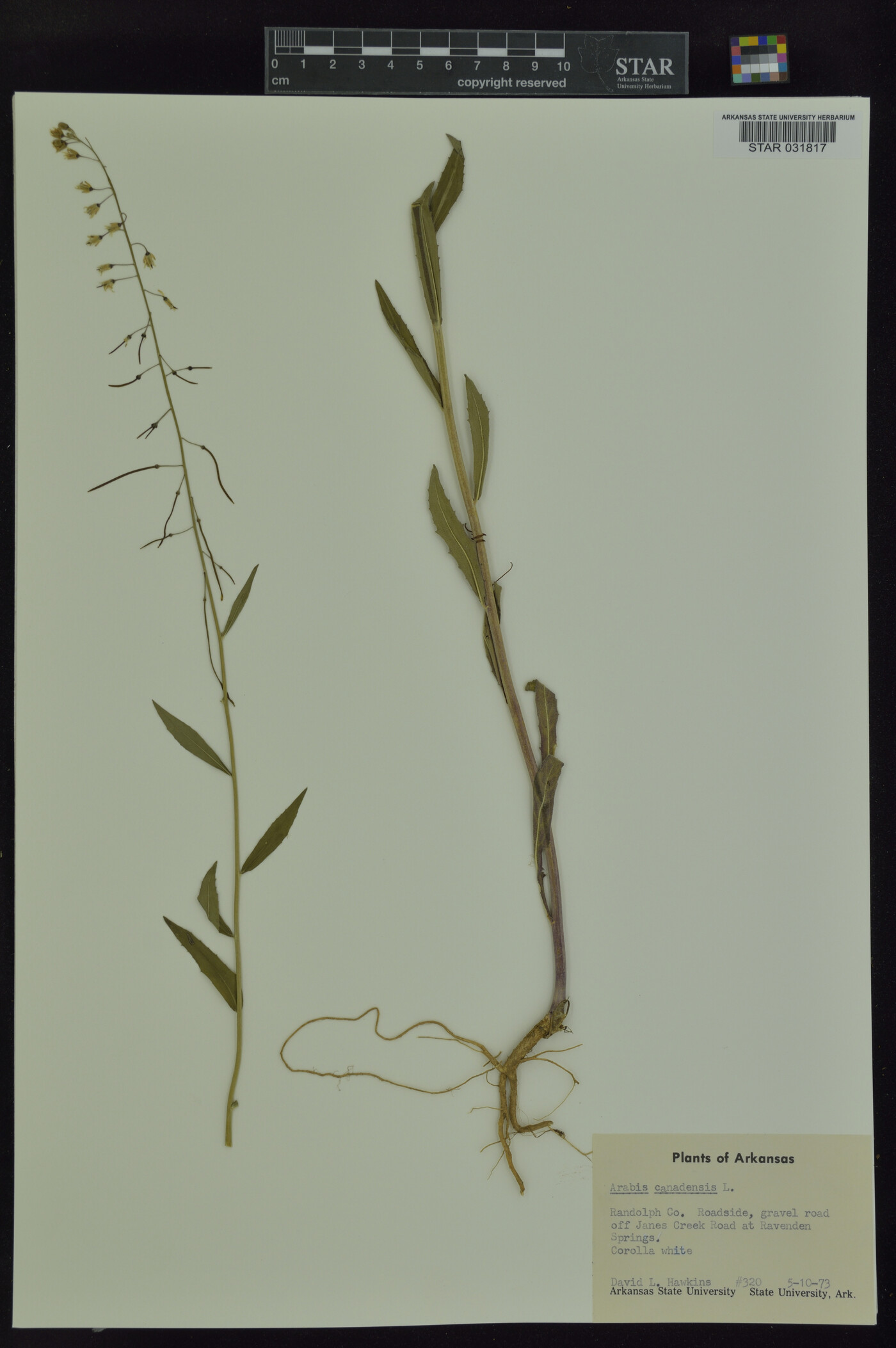 Borodinia canadensis image