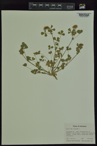 Trifolium reflexum image