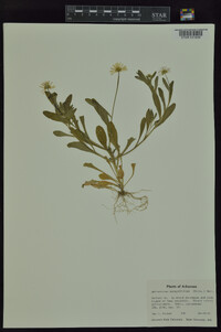 Astranthium integrifolium image