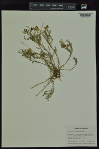 Oxytropis lambertii image