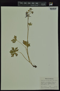 Delphinium treleasei image